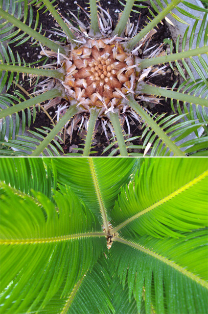 cycas.jpg