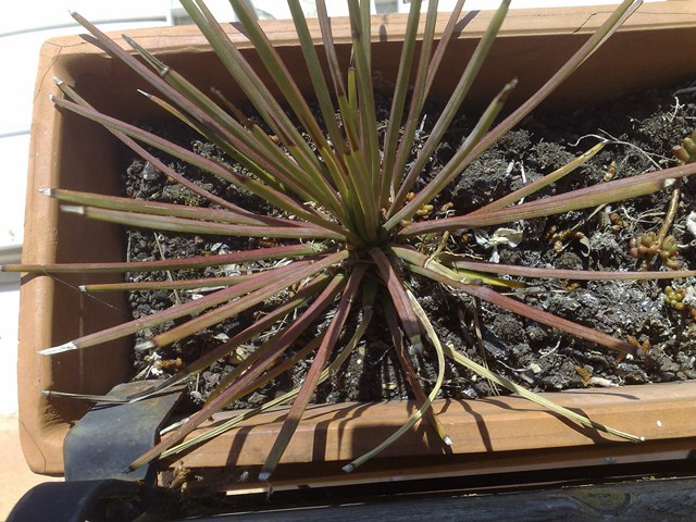 stricta rubra [640x480].jpg