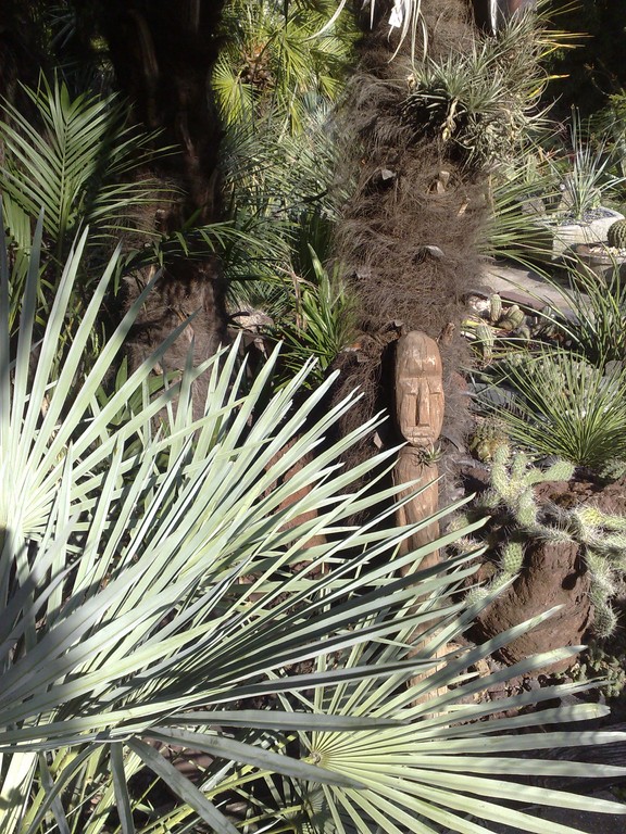 cerifera 30 aout.jpg