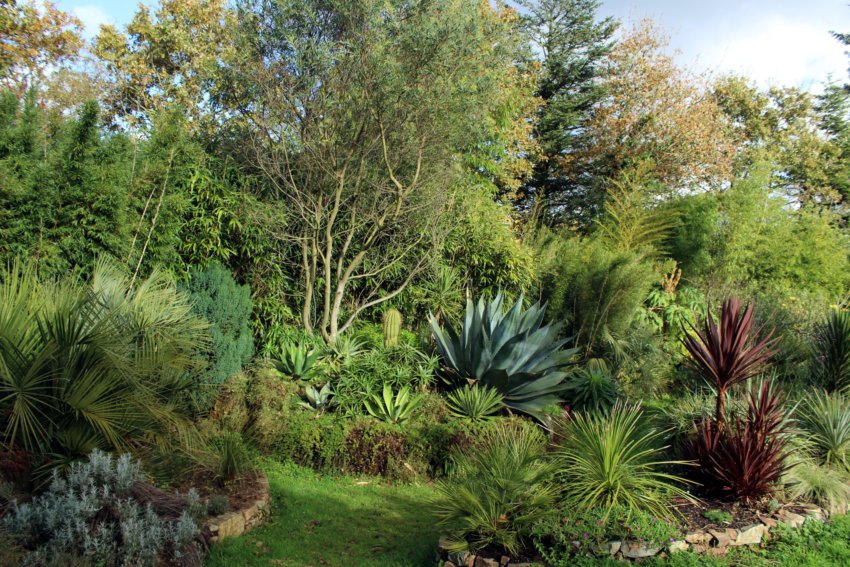 butia sp , C.humilis , dasylirion longissimum et acrostichium , chusquéa culéou , agave inaequidens , mitis ,schidigera , aloes striatula , mutabilis, trichocereus pasacana