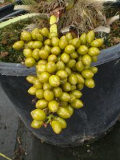 chamaerops_humilis_argentea_graines_moyen.jpg