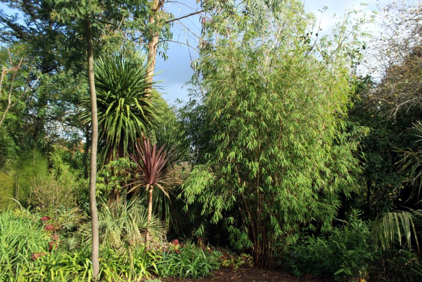 borinda fungosa , butia paraguayensis,eucalyptus globulus , canomois grandis