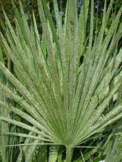 chamaerops_humilis_argentea_moyen.jpg