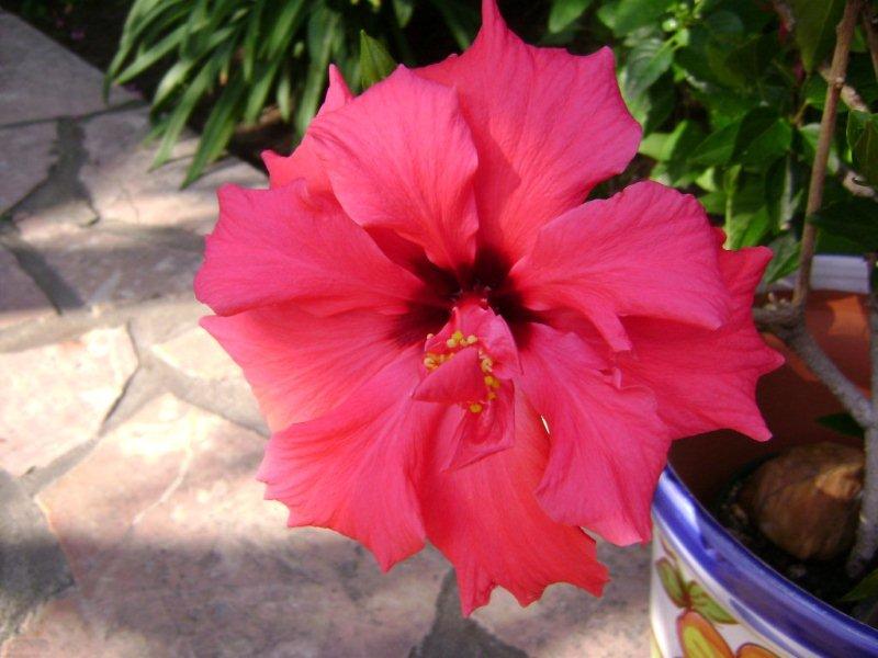 003_(2)Rajoo hibiscus.jpg