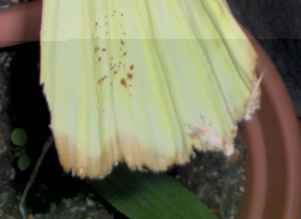 Arenga micrantha 3.jpg
