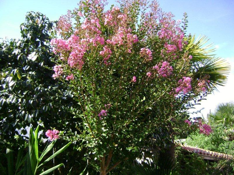 001Lagerstroemia indica.jpg