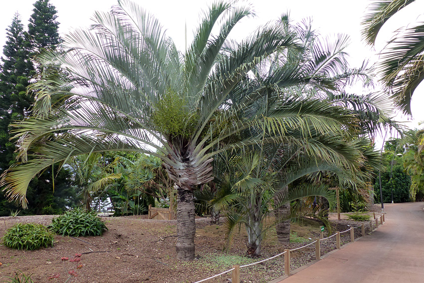 Dypsis-decaryi.jpg