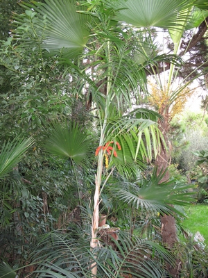 Ch.radicalis vraiment caulescent.jpg