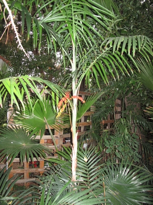 Ch.radicalis caulescent avec fruits.jpg