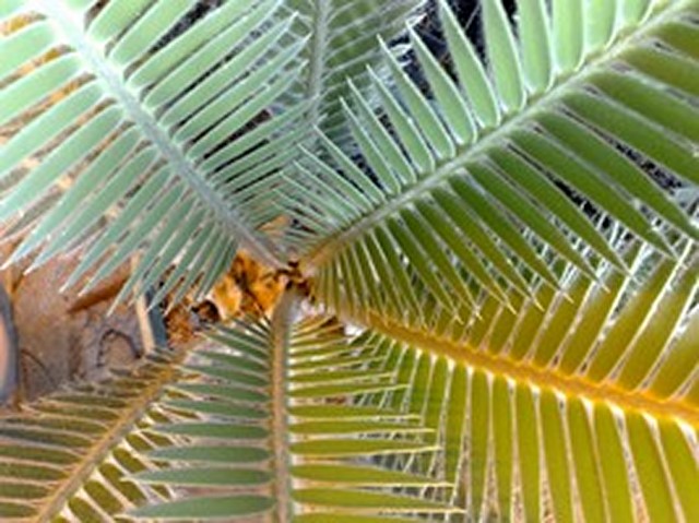 Califanoi 3.jpg
