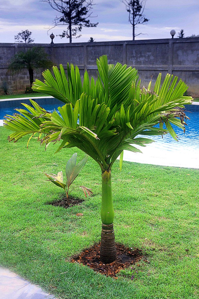 Areca catechu dwarf