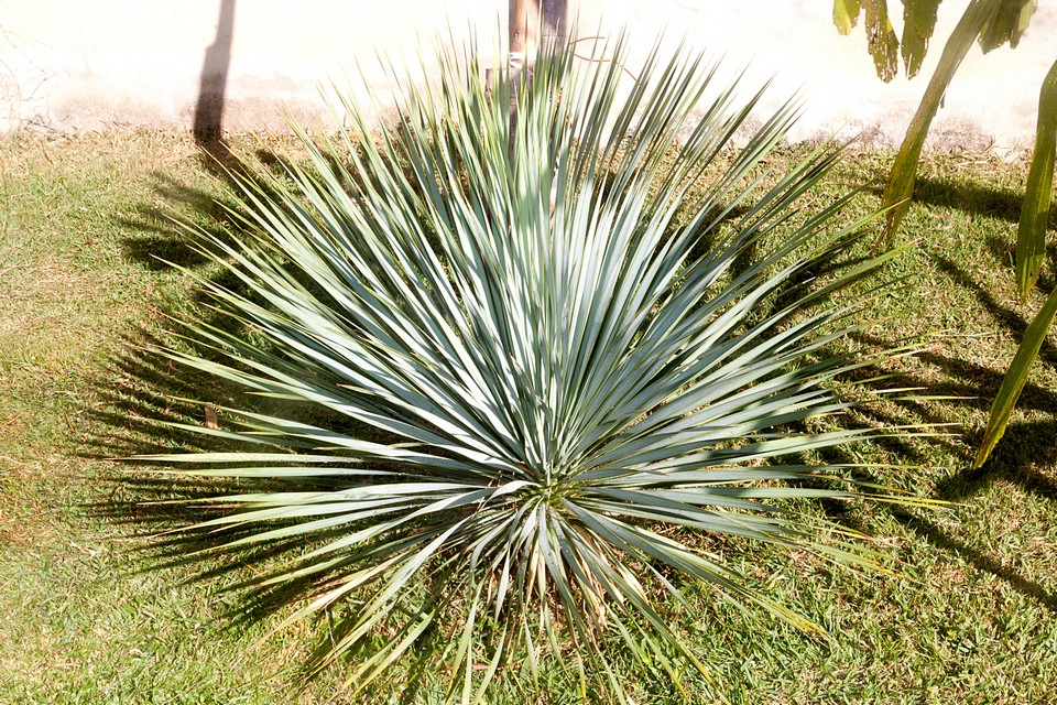 Yucca rostrata