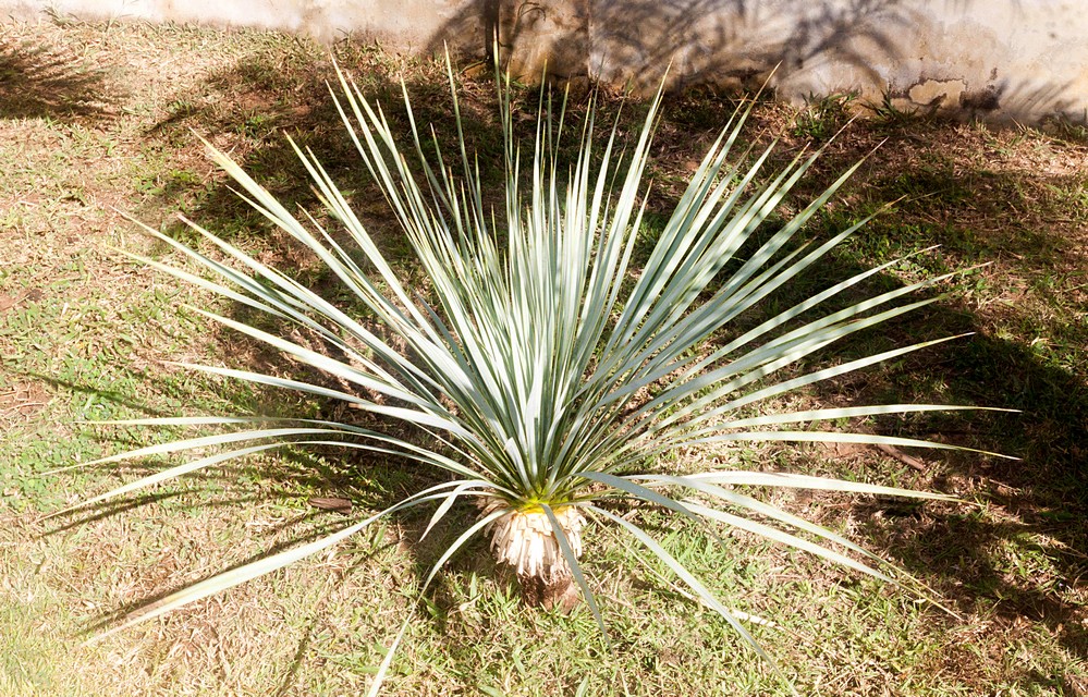 Yucca rostrata