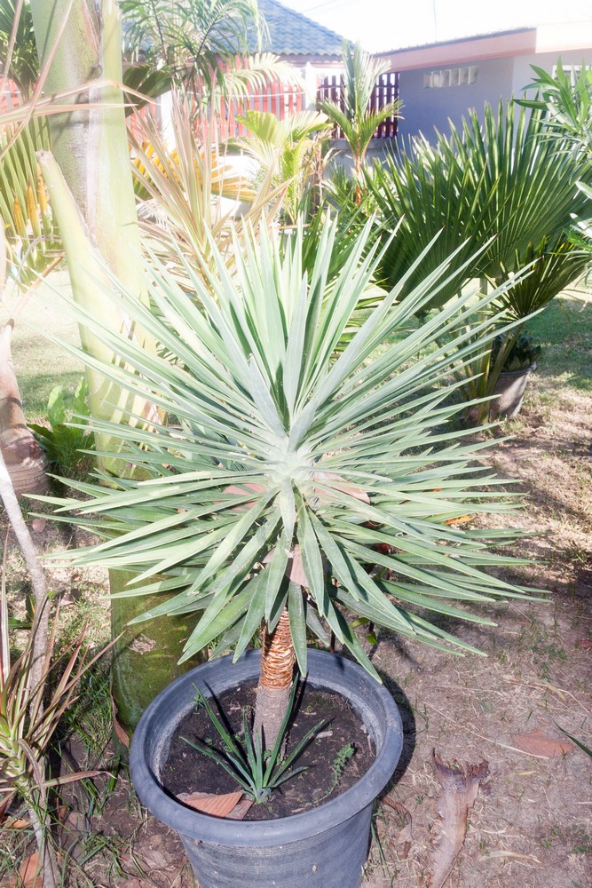 Yucca aloifolia