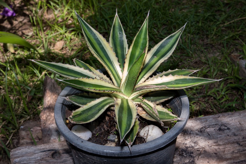 Agave lophanta quadricolor