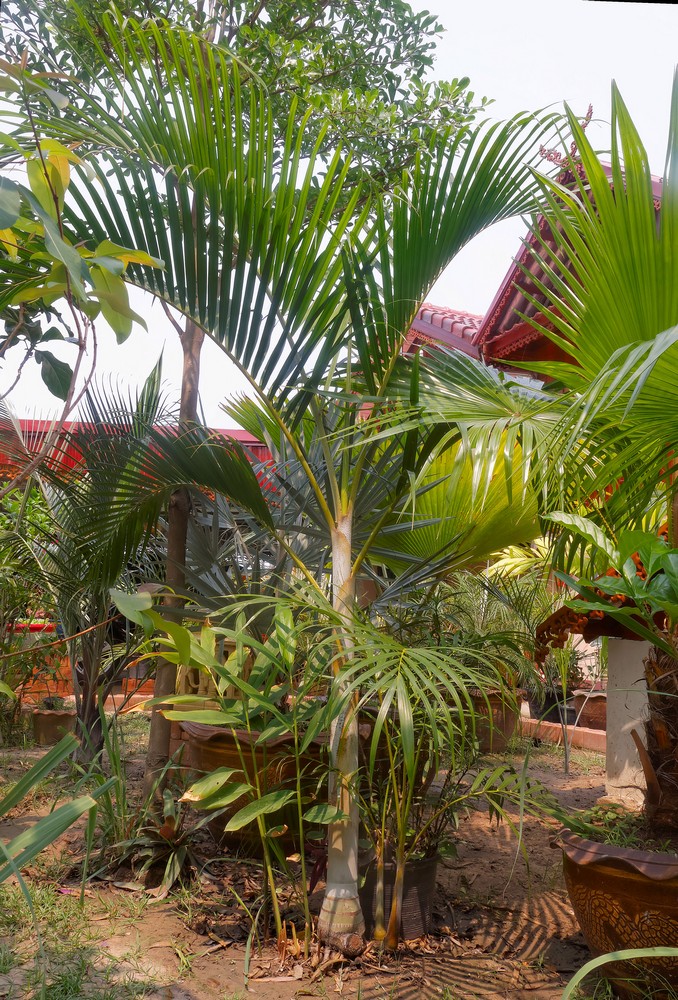 Dypsis lutescens