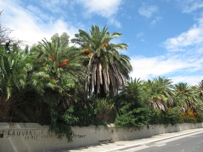 Parc riche en Phoenix à Ponteilla.jpg