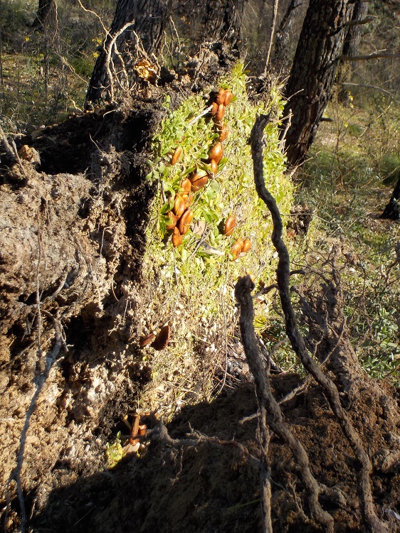 Champignons horizontaux - Copie.JPG