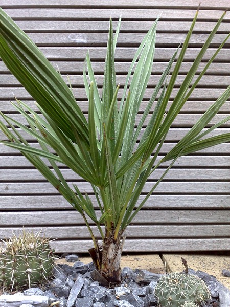 C H Monocaulis.jpg