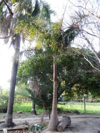 palmera1.JPG