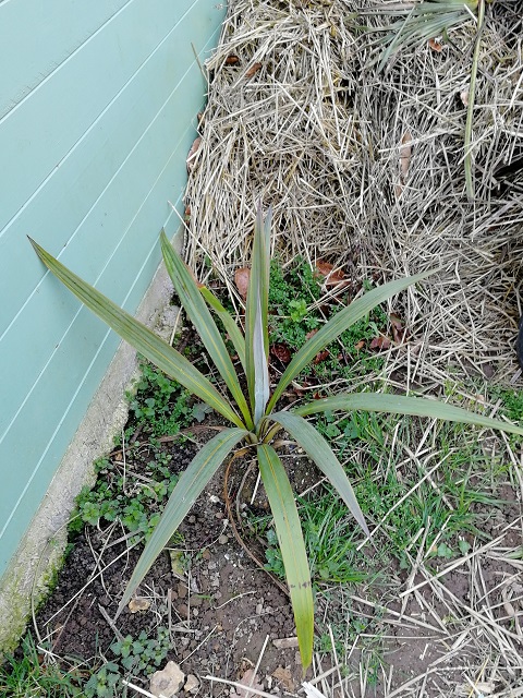 cordyline indivisa 1er hiver