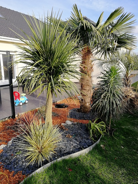 cordylines qui avaient perdu leur têtes l'hiver dernier