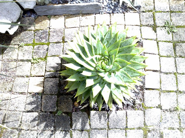 A Polyphylla terrasse.jpg