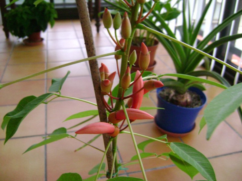 003 Erythrina crista-galli var. inermis.jpg