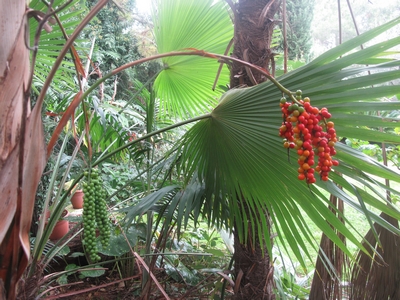 Ch.radicalis caulescent, détail des fruits.jpg
