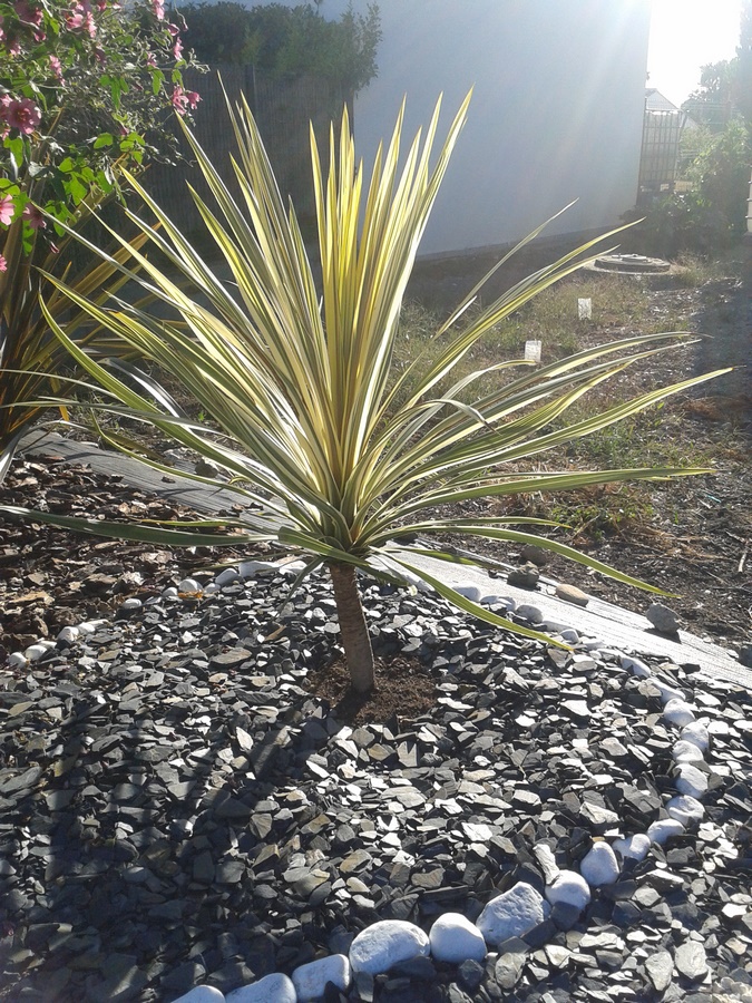 cordylin australis torbay dazzler (planter le 24 octobre 2017) dans massif (Copier).jpg