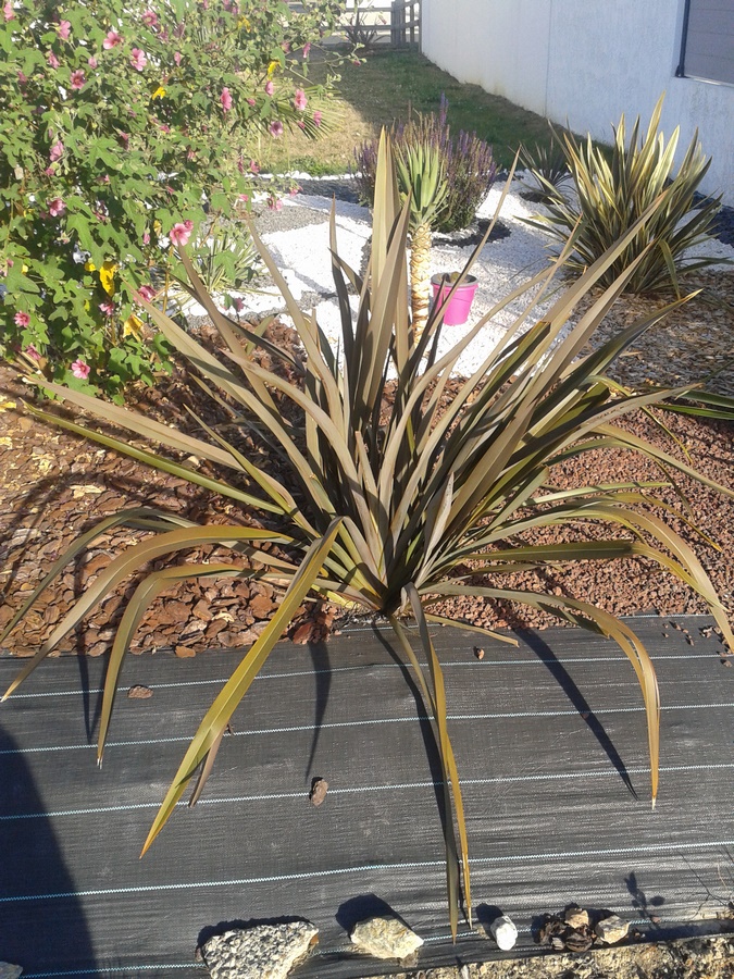 phormium pourpre ( planter le 27-04-2018 ) dans massif derriere (Copier).jpg