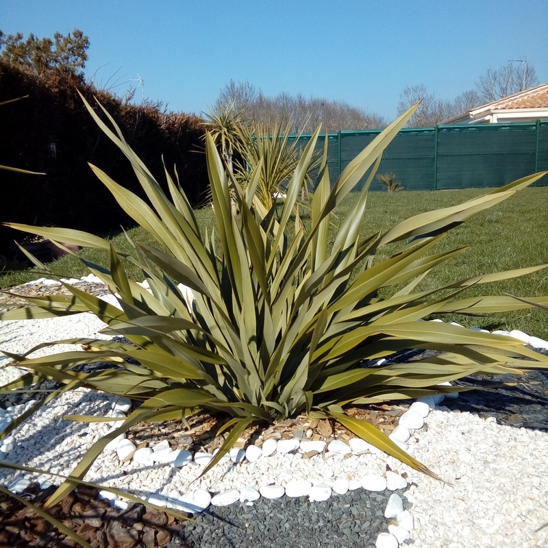 25-02-2019 phormium vert tenax lin de nouvelle zelande (planter le 7 aout 2017) dans massif (Copier).jpg