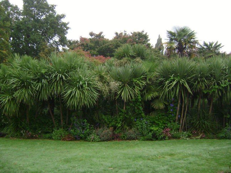 005 Cordylines du par du grand Blottereau.jpg