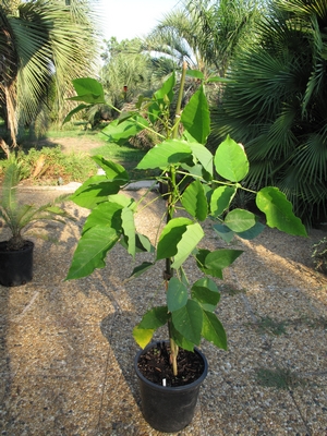 Erythrina falcta, jeune plant de 3ans.jpg