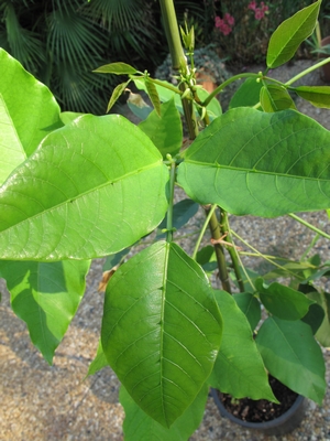 E.falcata, épines sur le limbe.jpg