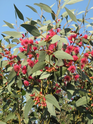 Eucalyptus megalocarpa à floraison précoce.jpg