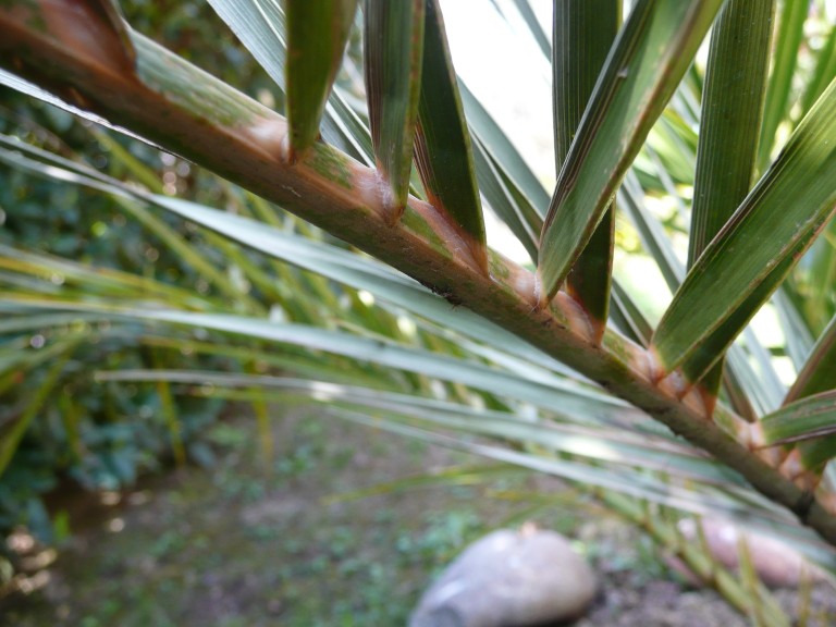 palme [].JPG
