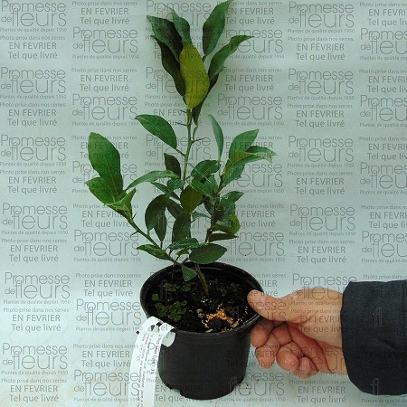 Yuzu-Citrus-junos-pot-de-1.3L-832681-T.jpg