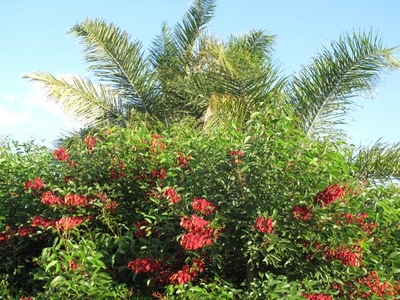 Erythrina and Syagrus(400X300).jpg