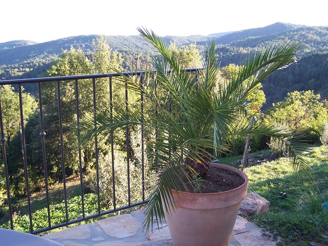 phoenix canariensis