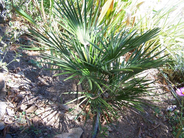 Chamaerops humilis je pense issu d'un semis de graines récupèrées au gros du roi