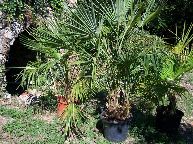Les trachy que je récupère en masse, pressés de sortir du pot!