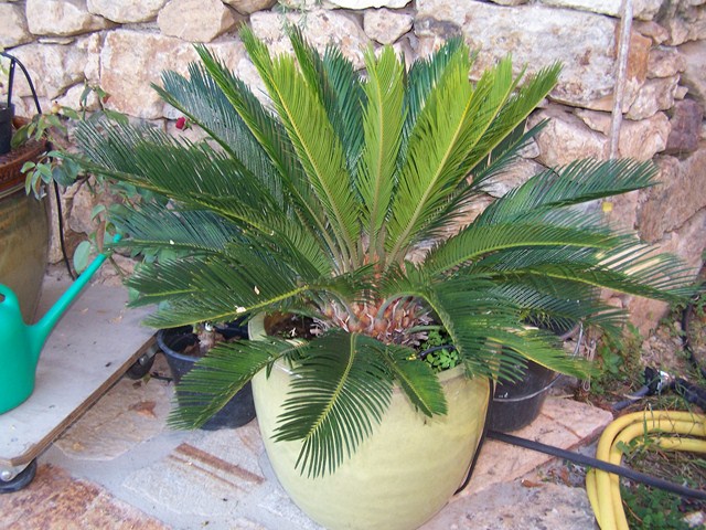 cycas révoluta