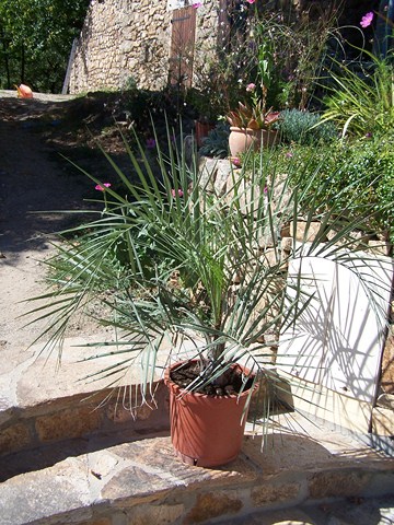 Butia capitata
