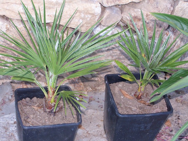 les petits derniers (chamaerops)