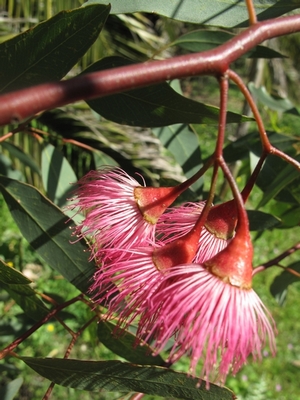 E.petiolaris, fleur rose-pâle(400X300).jpg