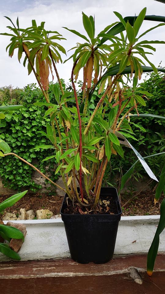 euphorbe mellifera.jpg