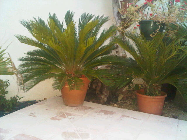 cycas