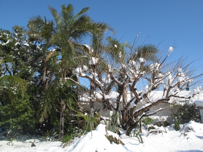 Syagrus et Erythrine sous la neige, 03,2010,(400X300).jpg