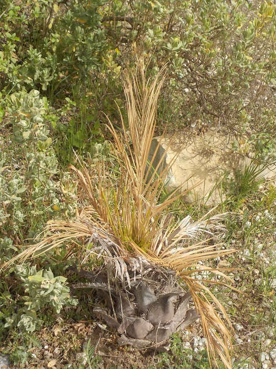 Butia eriosphata.JPG